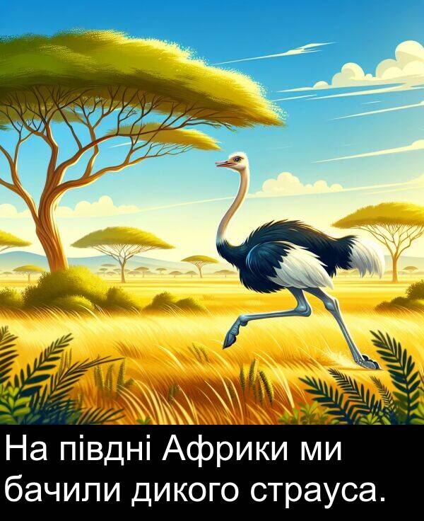 бачили: На півдні Африки ми бачили дикого страуса.