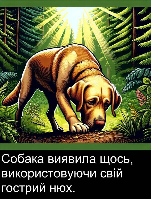 свій: Собака виявила щось, використовуючи свій гострий нюх.