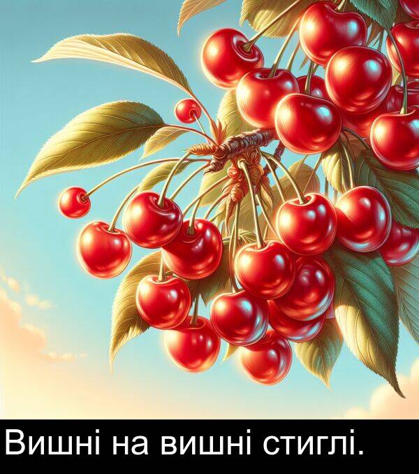 стиглі: Вишні на вишні стиглі.