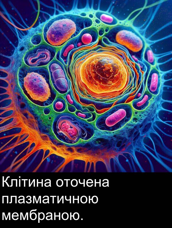 плазматичною: Клітина оточена плазматичною мембраною.