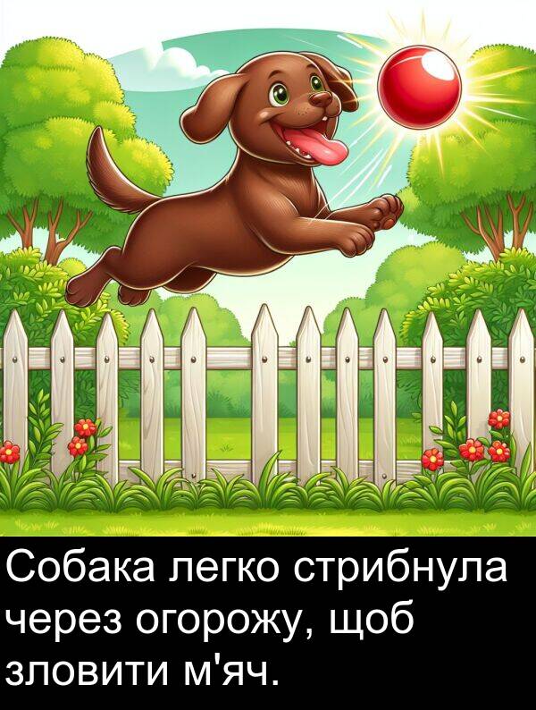 огорожу: Собака легко стрибнула через огорожу, щоб зловити м'яч.
