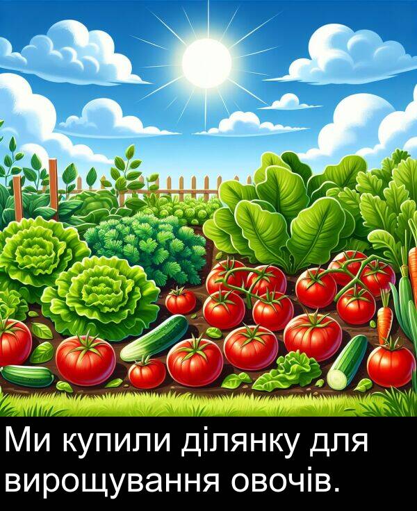 овочів: Ми купили ділянку для вирощування овочів.