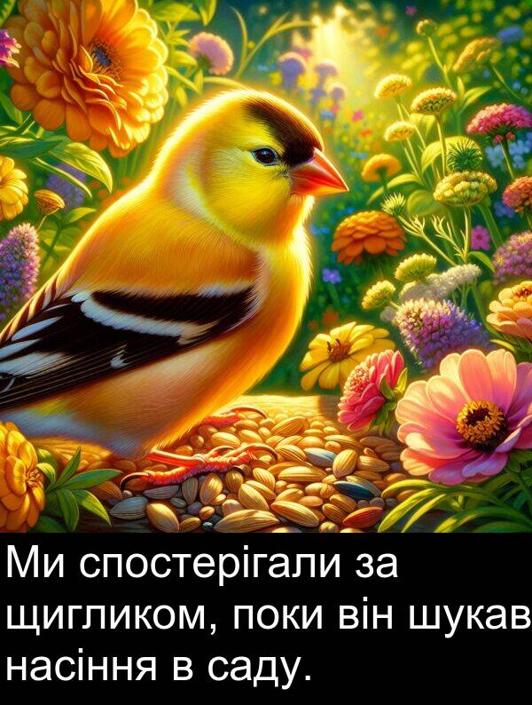 саду: Ми спостерігали за щигликом, поки він шукав насіння в саду.