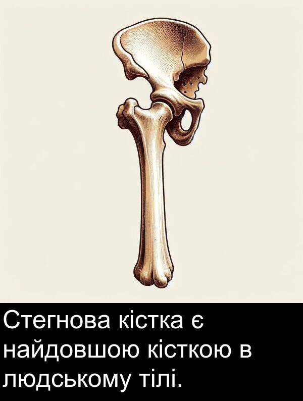 кісткою: Стегнова кістка є найдовшою кісткою в людському тілі.