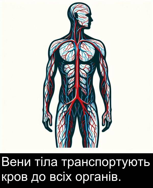 тіла: Вени тіла транспортують кров до всіх органів.