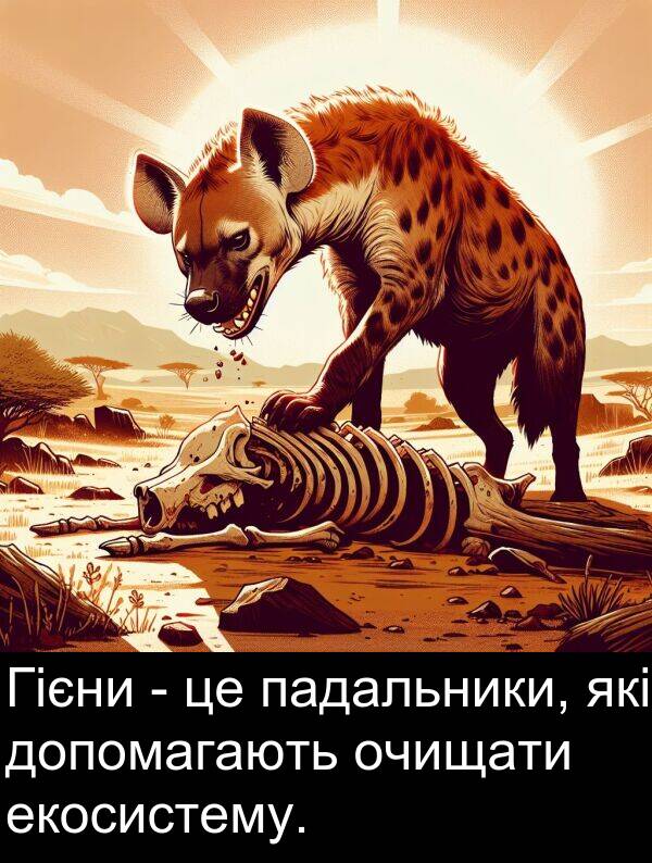 падальники: Гієни - це падальники, які допомагають очищати екосистему.