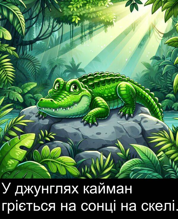 джунглях: У джунглях кайман гріється на сонці на скелі.