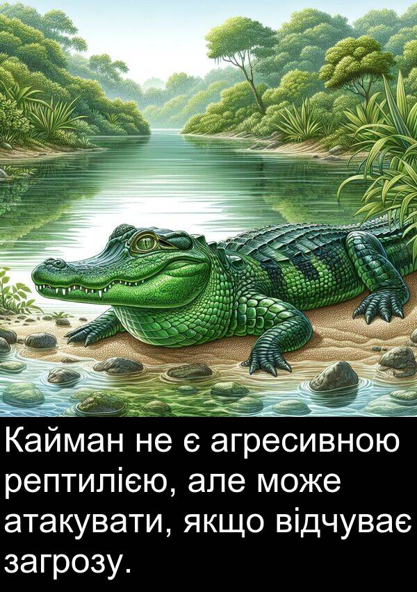 атакувати: Кайман не є агресивною рептилією, але може атакувати, якщо відчуває загрозу.
