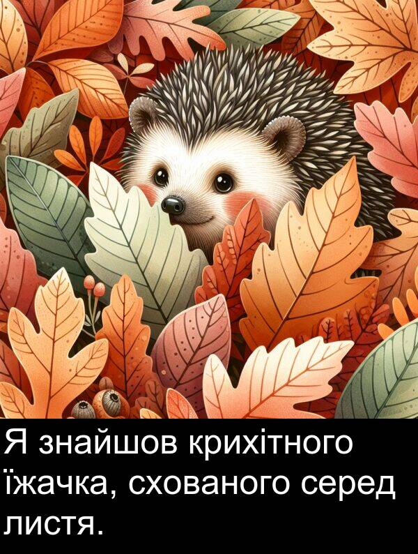 їжачка: Я знайшов крихітного їжачка, схованого серед листя.