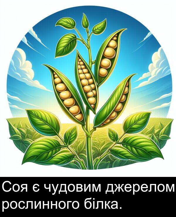білка: Соя є чудовим джерелом рослинного білка.