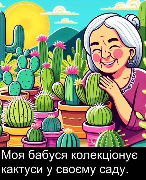 бабуся: Моя бабуся колекціонує кактуси у своєму саду.