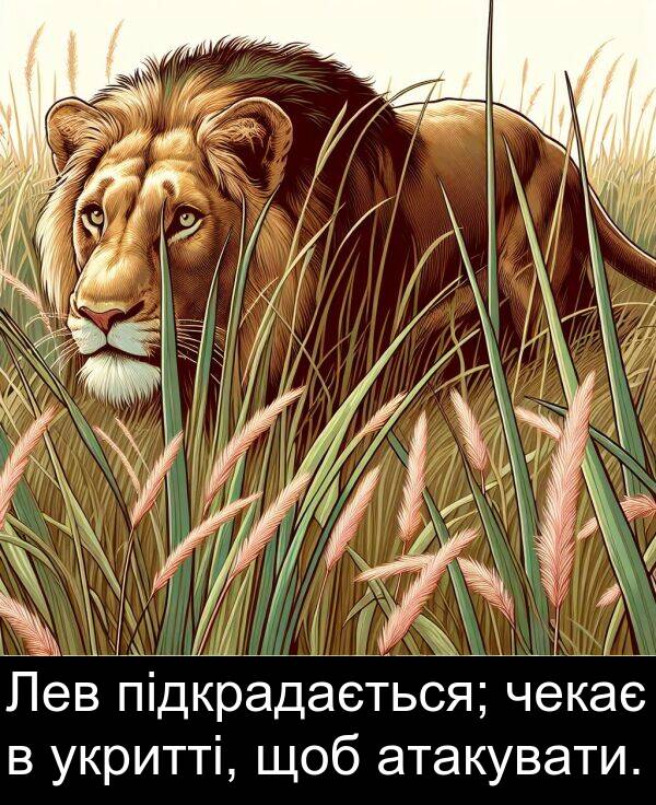 атакувати: Лев підкрадається; чекає в укритті, щоб атакувати.