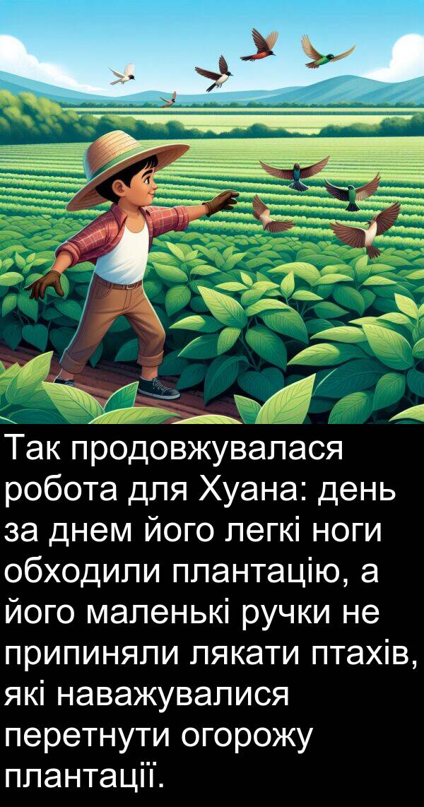 огорожу: Так продовжувалася робота для Хуана: день за днем його легкі ноги обходили плантацію, а його маленькі ручки не припиняли лякати птахів, які наважувалися перетнути огорожу плантації.