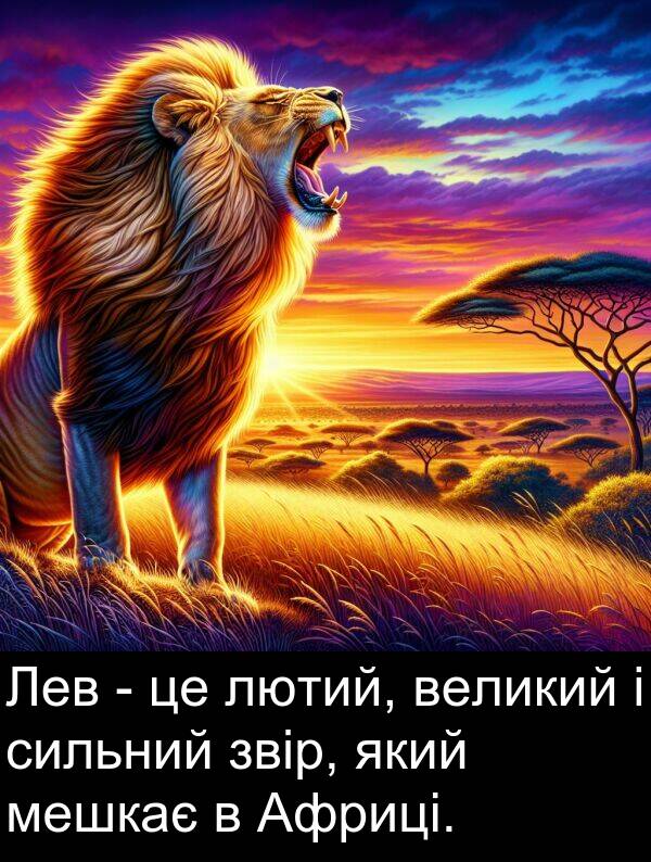 великий: Лев - це лютий, великий і сильний звір, який мешкає в Африці.