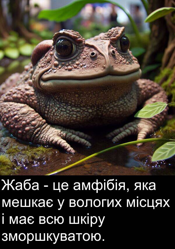 амфібія: Жаба - це амфібія, яка мешкає у вологих місцях і має всю шкіру зморшкуватою.
