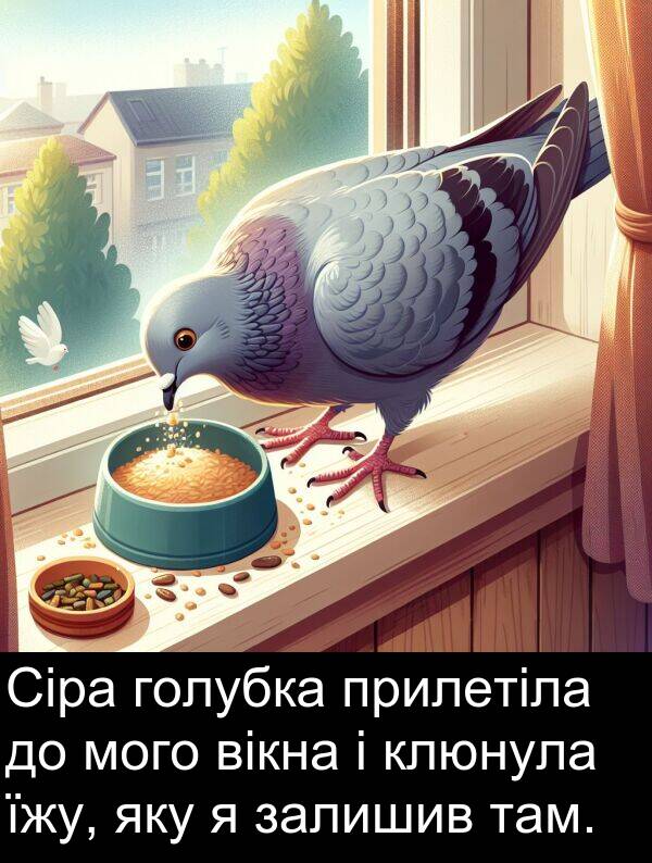 вікна: Сіра голубка прилетіла до мого вікна і клюнула їжу, яку я залишив там.