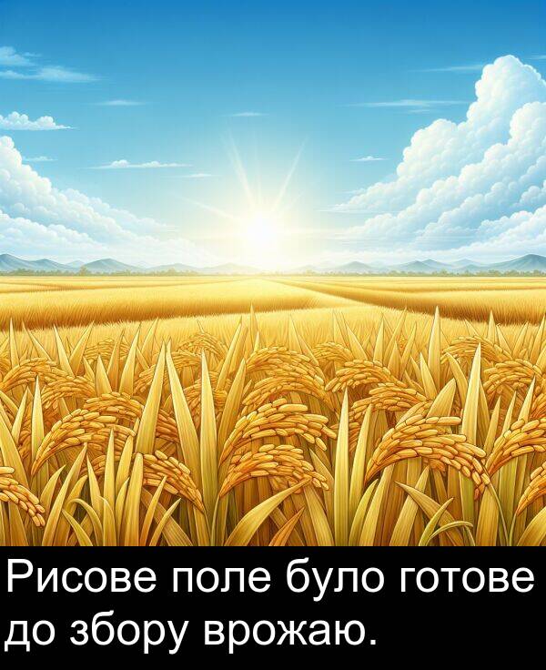 було: Рисове поле було готове до збору врожаю.