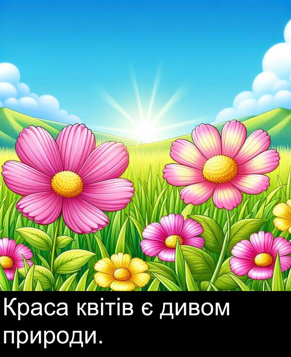 дивом: Краса квітів є дивом природи.