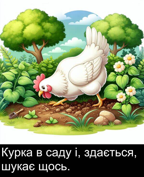 саду: Курка в саду і, здається, шукає щось.