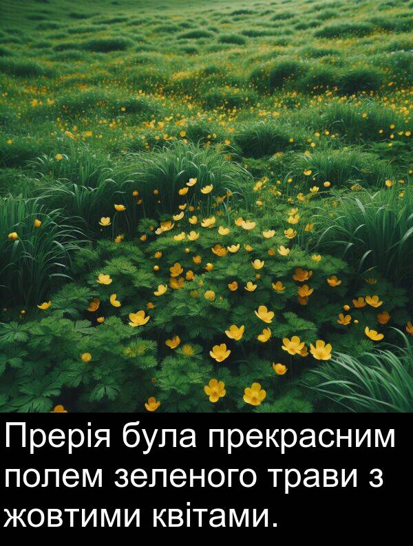 квітами: Прерія була прекрасним полем зеленого трави з жовтими квітами.