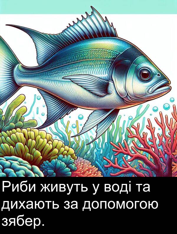 живуть: Риби живуть у воді та дихають за допомогою зябер.