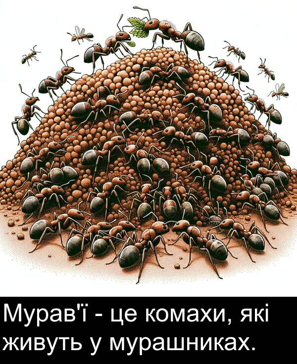живуть: Мурав'ї - це комахи, які живуть у мурашниках.
