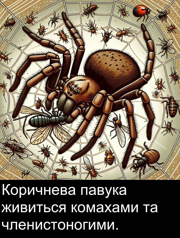 живиться: Коричнева павука живиться комахами та членистоногими.