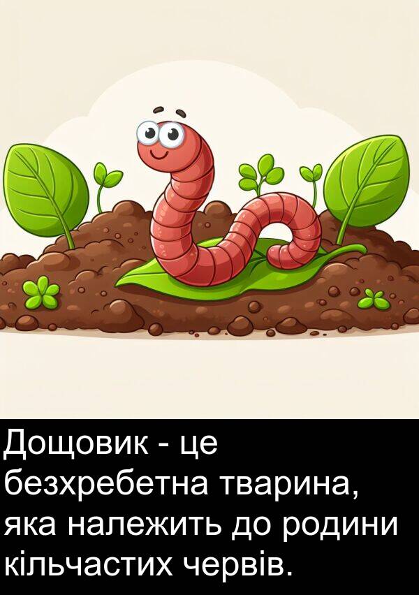безхребетна: Дощовик - це безхребетна тварина, яка належить до родини кільчастих червів.