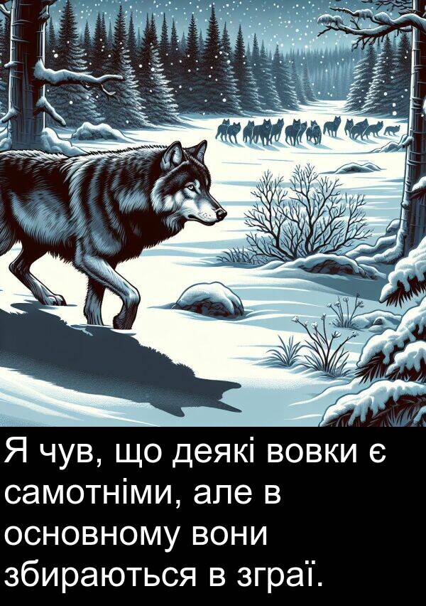 самотніми: Я чув, що деякі вовки є самотніми, але в основному вони збираються в зграї.