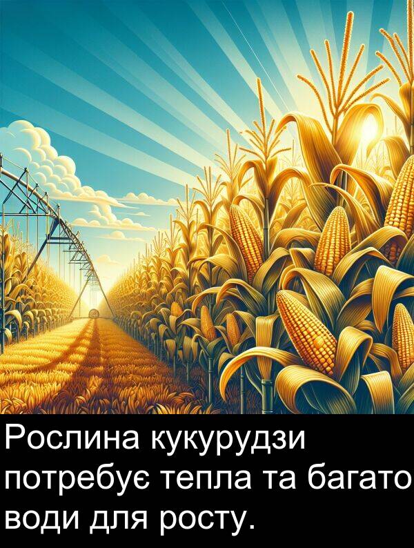 тепла: Рослина кукурудзи потребує тепла та багато води для росту.