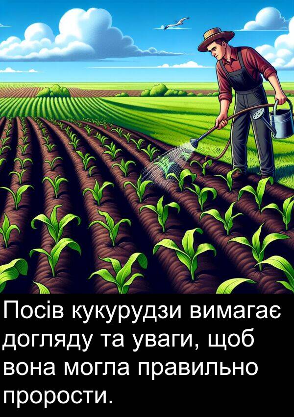 уваги: Посів кукурудзи вимагає догляду та уваги, щоб вона могла правильно прорости.