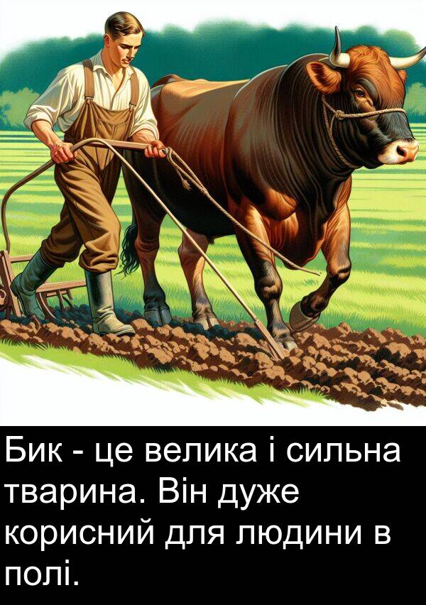 велика: Бик - це велика і сильна тварина. Він дуже корисний для людини в полі.