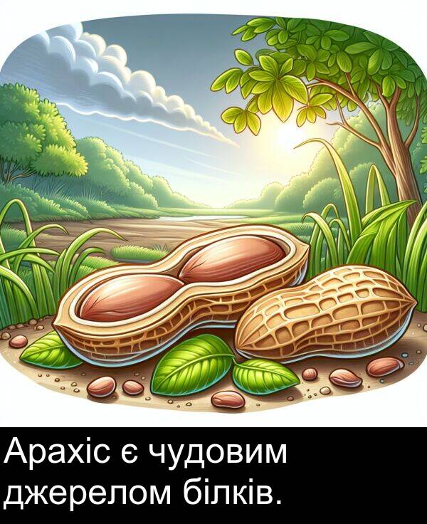 білків: Арахіс є чудовим джерелом білків.