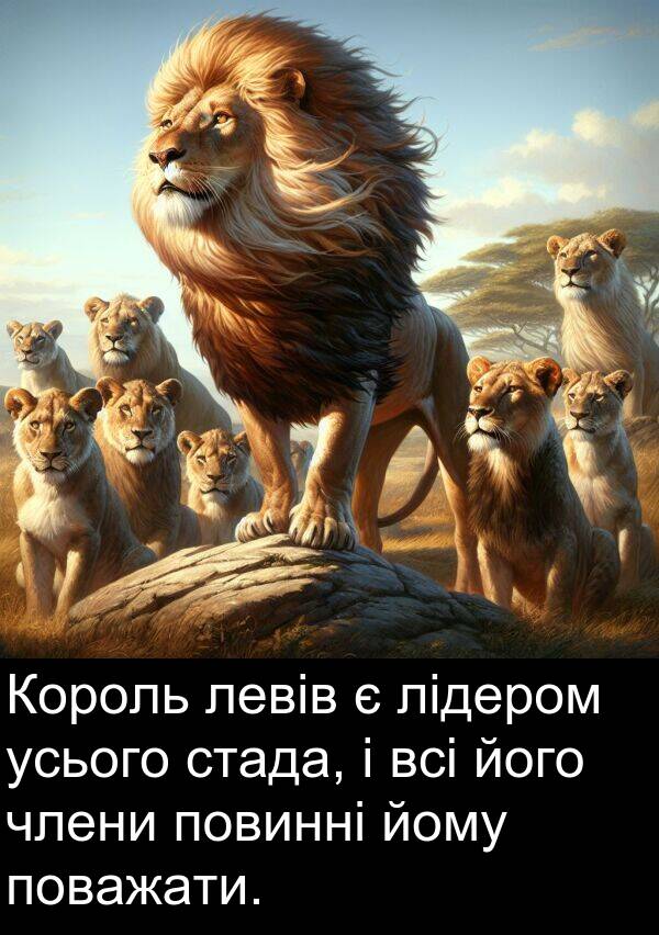 усього: Король левів є лідером усього стада, і всі його члени повинні йому поважати.