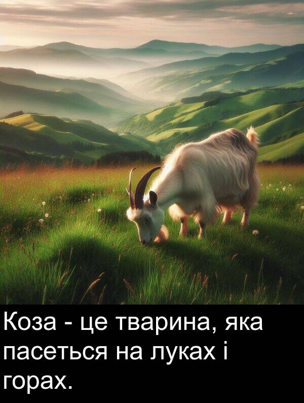 луках: Коза - це тварина, яка пасеться на луках і горах.