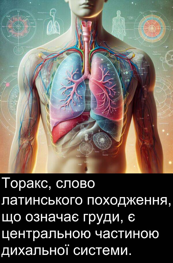 латинського: Торакс, слово латинського походження, що означає груди, є центральною частиною дихальної системи.