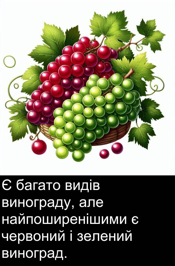 червоний: Є багато видів винограду, але найпоширенішими є червоний і зелений виноград.