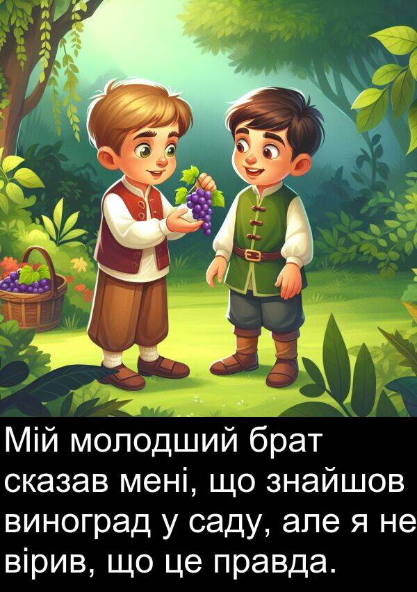 саду: Мій молодший брат сказав мені, що знайшов виноград у саду, але я не вірив, що це правда.