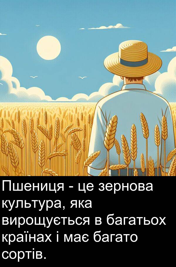 багатьох: Пшениця - це зернова культура, яка вирощується в багатьох країнах і має багато сортів.