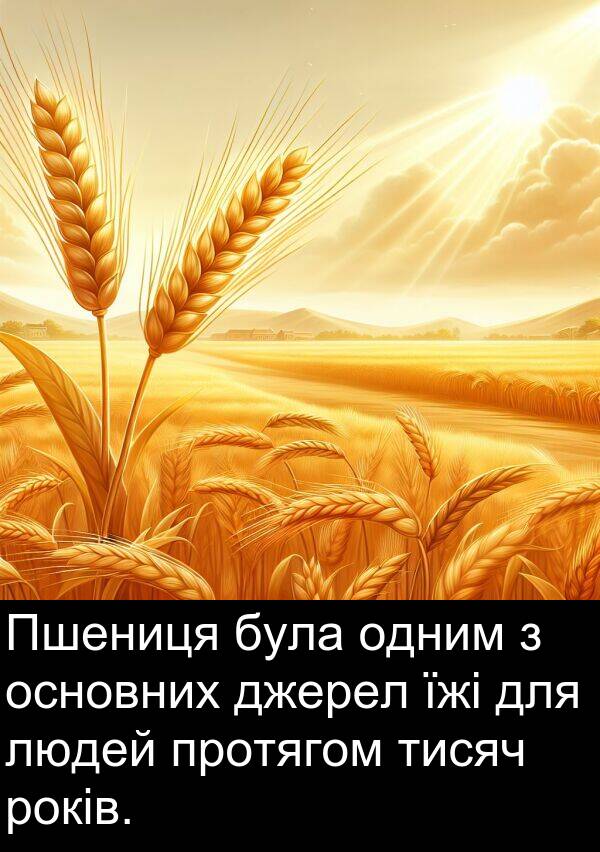 їжі: Пшениця була одним з основних джерел їжі для людей протягом тисяч років.