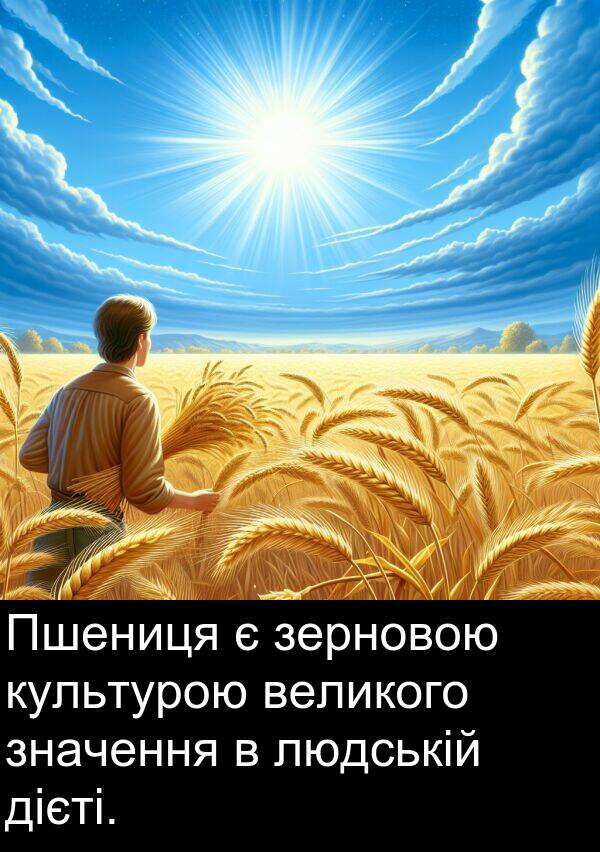 людській: Пшениця є зерновою культурою великого значення в людській дієті.
