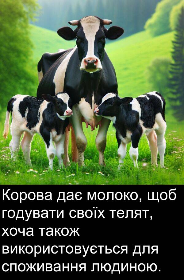 хоча: Корова дає молоко, щоб годувати своїх телят, хоча також використовується для споживання людиною.