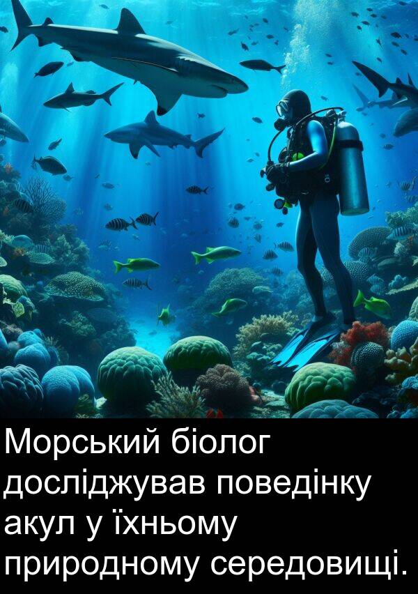 середовищі: Морський біолог досліджував поведінку акул у їхньому природному середовищі.
