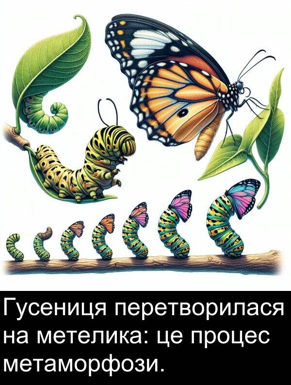 метаморфози: Гусениця перетворилася на метелика: це процес метаморфози.