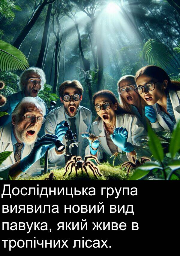 живе: Дослідницька група виявила новий вид павука, який живе в тропічних лісах.