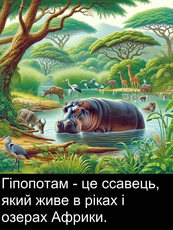 живе: Гіпопотам - це ссавець, який живе в ріках і озерах Африки.