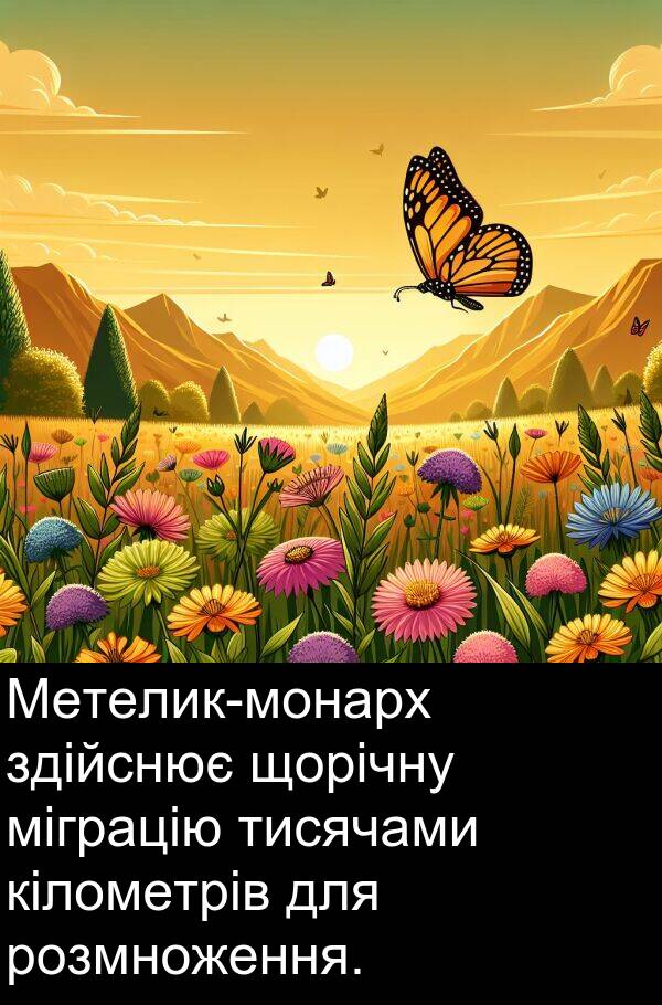 тисячами: Метелик-монарх здійснює щорічну міграцію тисячами кілометрів для розмноження.