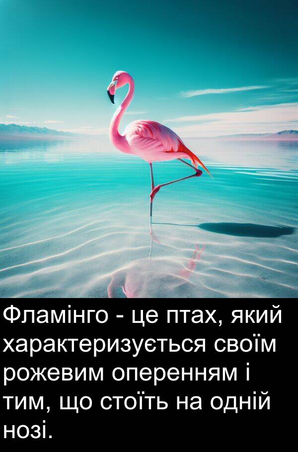тим: Фламінго - це птах, який характеризується своїм рожевим оперенням і тим, що стоїть на одній нозі.
