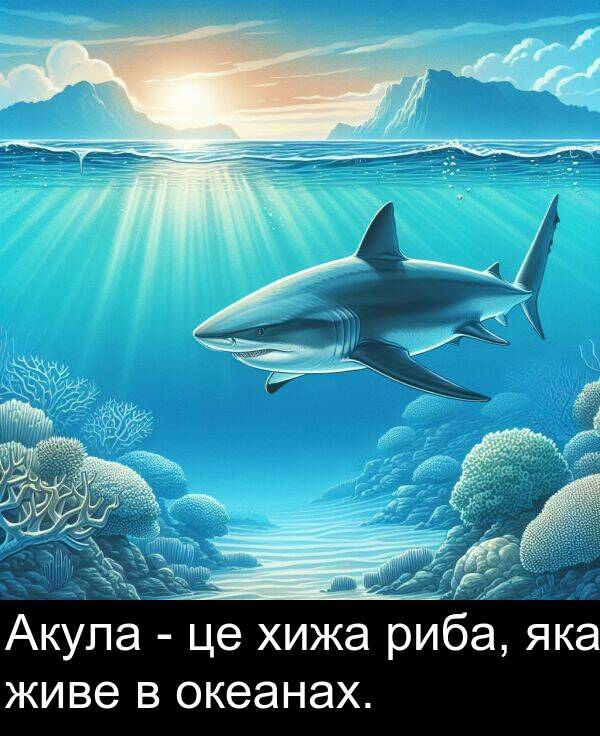 живе: Акула - це хижа риба, яка живе в океанах.