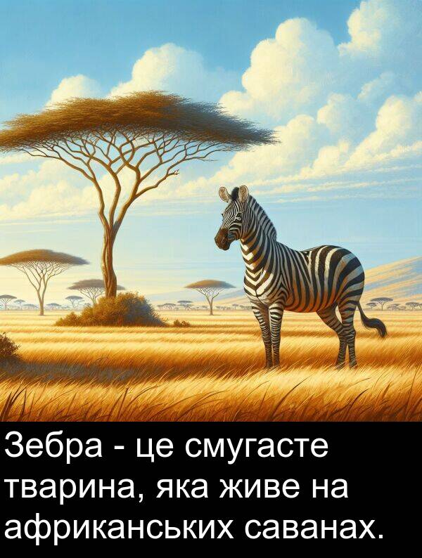 живе: Зебра - це смугасте тварина, яка живе на африканських саванах.